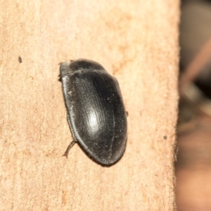 Pterohelaeus striatopunctatus at Nicholls, ACT - 7 Mar 2019