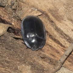 Pterohelaeus striatopunctatus (Darkling beetle) at Giralang, ACT - 7 Mar 2019 by AlisonMilton