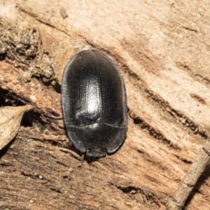 Pterohelaeus striatopunctatus at Giralang, ACT - 7 Mar 2019 12:37 PM