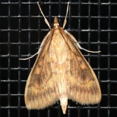 Ostrinia furnacalis (Asian Corn Borer) at Rosedale, NSW - 25 Feb 2019 by jb2602