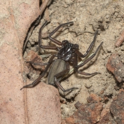 Gnaphosidae or Trochanteriidae (families) (Flat spider) at Nicholls, ACT - 6 Mar 2019 by Alison Milton