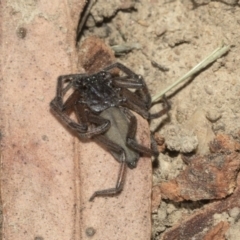 Gnaphosidae or Trochanteriidae (families) at Nicholls, ACT - 7 Mar 2019 10:56 AM