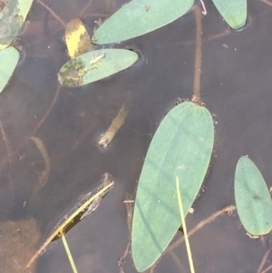 Ottelia ovalifolia subsp. ovalifolia at Majura, ACT - 8 Mar 2019