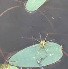 Dolomedes (genus) (Fishing spider) at Majura, ACT - 8 Mar 2019 by JaneR