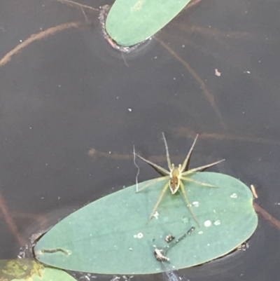 Dolomedes (genus) (Fishing spider) at Majura, ACT - 8 Mar 2019 by JaneR