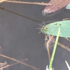 Dolomedes sp. (genus) at Majura, ACT - 8 Mar 2019 06:03 PM