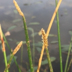 Eleocharis acuta (Common Spike-rush) at Majura, ACT - 8 Mar 2019 by JaneR