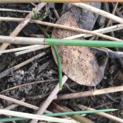 Eleocharis acuta at Majura, ACT - 8 Mar 2019 05:58 PM