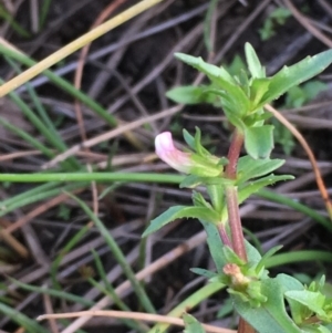 Gratiola pumilo at Majura, ACT - 8 Mar 2019 06:16 PM