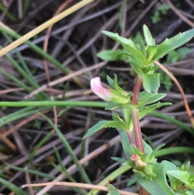 Gratiola pumilo (A Brooklime) at Majura, ACT - 8 Mar 2019 by JaneR