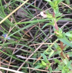 Gratiola pumilo at Majura, ACT - 8 Mar 2019 06:16 PM