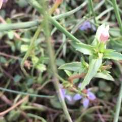 Gratiola pumilo at Majura, ACT - 8 Mar 2019 06:16 PM