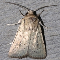 Leucania uda (A Noctuid moth) at Rosedale, NSW - 25 Feb 2019 by jbromilow50