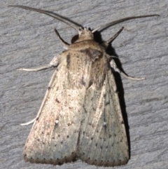 Leucania uda (A Noctuid moth) at Rosedale, NSW - 25 Feb 2019 by jb2602