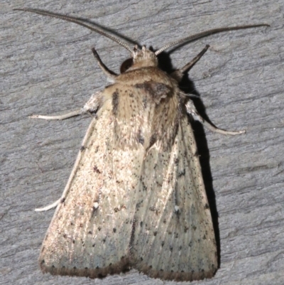 Leucania uda (A Noctuid moth) at Rosedale, NSW - 25 Feb 2019 by jb2602