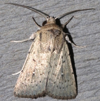 Leucania uda (A Noctuid moth) at Rosedale, NSW - 25 Feb 2019 by jbromilow50