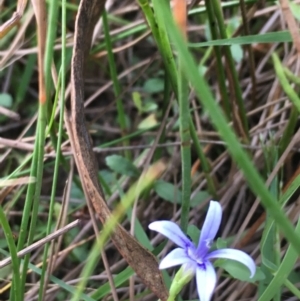 Isotoma fluviatilis subsp. australis at Majura, ACT - 8 Mar 2019 06:15 PM