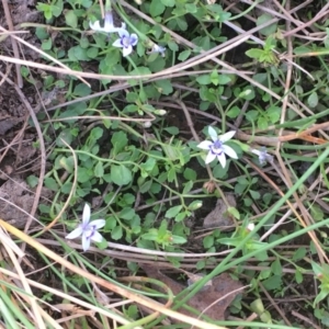 Isotoma fluviatilis subsp. australis at Majura, ACT - 8 Mar 2019 06:15 PM