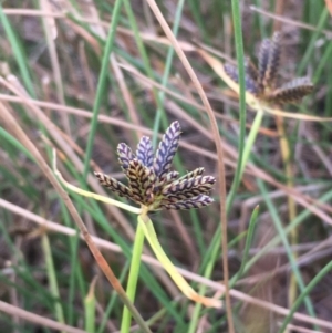 Cyperus sanguinolentus at Majura, ACT - 8 Mar 2019