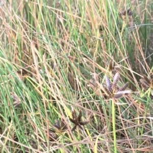 Cyperus sanguinolentus at Majura, ACT - 8 Mar 2019