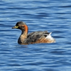 Tachybaptus novaehollandiae (Australasian Grebe) at Upper Stranger Pond - 6 Mar 2019 by RodDeb