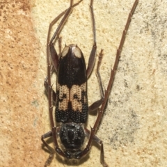 Phoracantha semipunctata (Common Eucalypt Longicorn) at Nicholls, ACT - 7 Mar 2019 by AlisonMilton