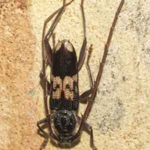 Phoracantha semipunctata at Nicholls, ACT - 7 Mar 2019