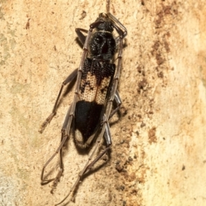 Phoracantha semipunctata at Nicholls, ACT - 7 Mar 2019