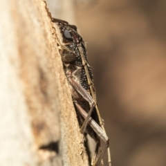 Phoracantha semipunctata at Nicholls, ACT - 7 Mar 2019