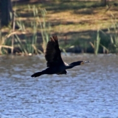 Phalacrocorax carbo (Great Cormorant) at Upper Stranger Pond - 6 Mar 2019 by RodDeb