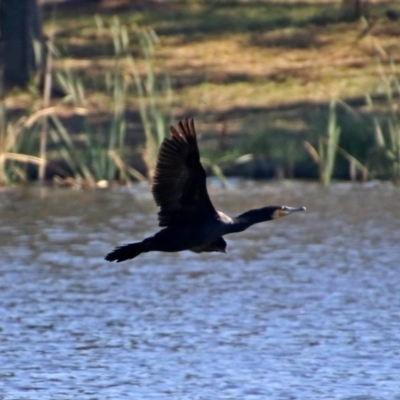 Phalacrocorax carbo (Great Cormorant) at Isabella Plains, ACT - 6 Mar 2019 by RodDeb