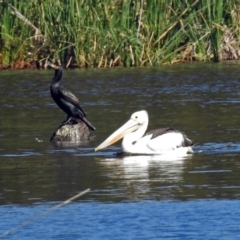 Phalacrocorax carbo at Isabella Plains, ACT - 7 Mar 2019 10:42 AM