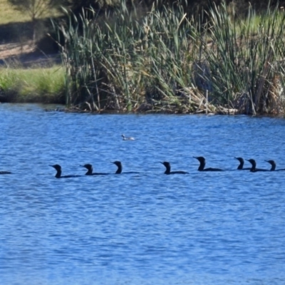 Phalacrocorax sulcirostris (Little Black Cormorant) at Isabella Plains, ACT - 7 Mar 2019 by RodDeb