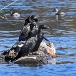 Phalacrocorax sulcirostris at Isabella Plains, ACT - 7 Mar 2019 11:25 AM