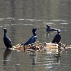 Phalacrocorax sulcirostris at Isabella Plains, ACT - 7 Mar 2019 11:25 AM