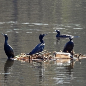 Phalacrocorax sulcirostris at Isabella Plains, ACT - 7 Mar 2019 11:25 AM