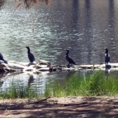 Phalacrocorax sulcirostris at Isabella Plains, ACT - 7 Mar 2019 11:25 AM