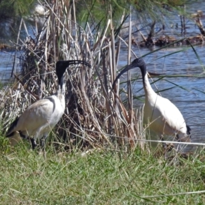 Threskiornis molucca at Isabella Plains, ACT - 7 Mar 2019