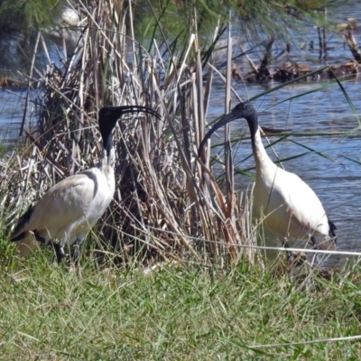 Threskiornis molucca (Australian White Ibis) at Upper Stranger Pond - 7 Mar 2019 by RodDeb