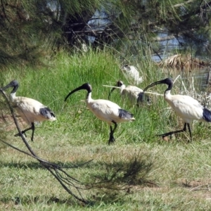 Threskiornis molucca at Isabella Plains, ACT - 7 Mar 2019 11:00 AM