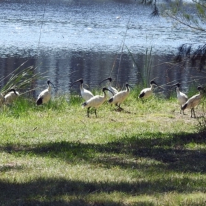 Threskiornis molucca at Isabella Plains, ACT - 7 Mar 2019