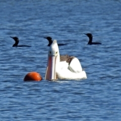 Pelecanus conspicillatus (Australian Pelican) at Upper Stranger Pond - 7 Mar 2019 by RodDeb