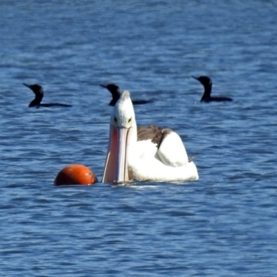 Pelecanus conspicillatus (Australian Pelican) at Upper Stranger Pond - 7 Mar 2019 by RodDeb