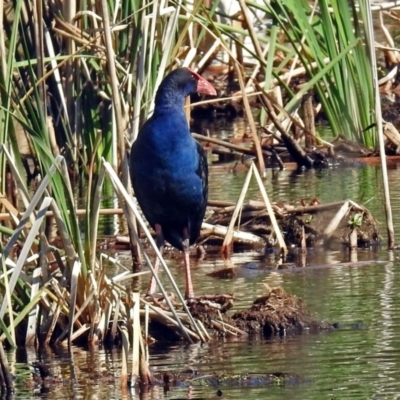 Porphyrio melanotus (Australasian Swamphen) at Upper Stranger Pond - 7 Mar 2019 by RodDeb