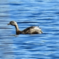 Poliocephalus poliocephalus (Hoary-headed Grebe) at Isabella Plains, ACT - 7 Mar 2019 by RodDeb