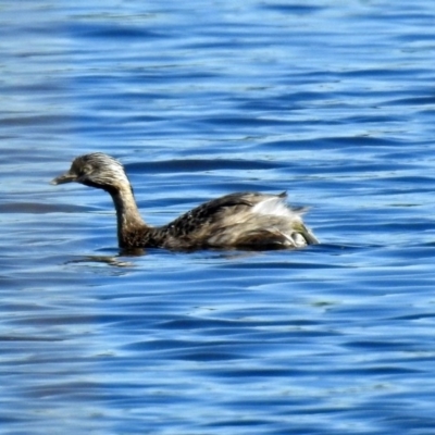 Poliocephalus poliocephalus (Hoary-headed Grebe) at Upper Stranger Pond - 7 Mar 2019 by RodDeb