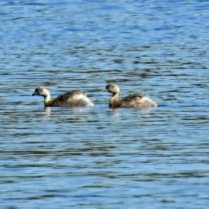 Poliocephalus poliocephalus at Isabella Plains, ACT - 7 Mar 2019