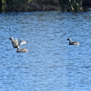 Poliocephalus poliocephalus at Isabella Plains, ACT - 7 Mar 2019