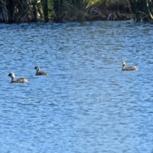 Poliocephalus poliocephalus at Isabella Plains, ACT - 7 Mar 2019