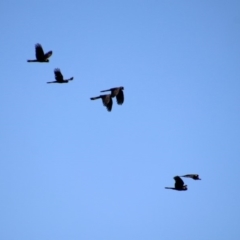 Zanda funerea (Yellow-tailed Black-Cockatoo) at Tuggeranong Creek to Monash Grassland - 6 Mar 2019 by RodDeb